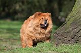 CHOW CHOW 597